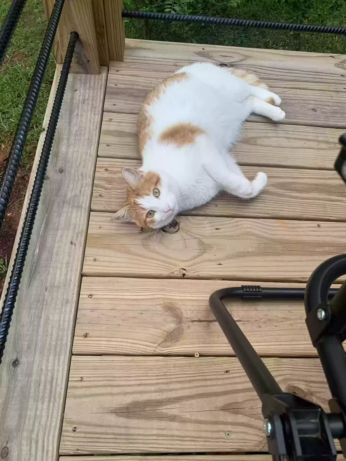 Lost cat in Dallas, GA, 30157