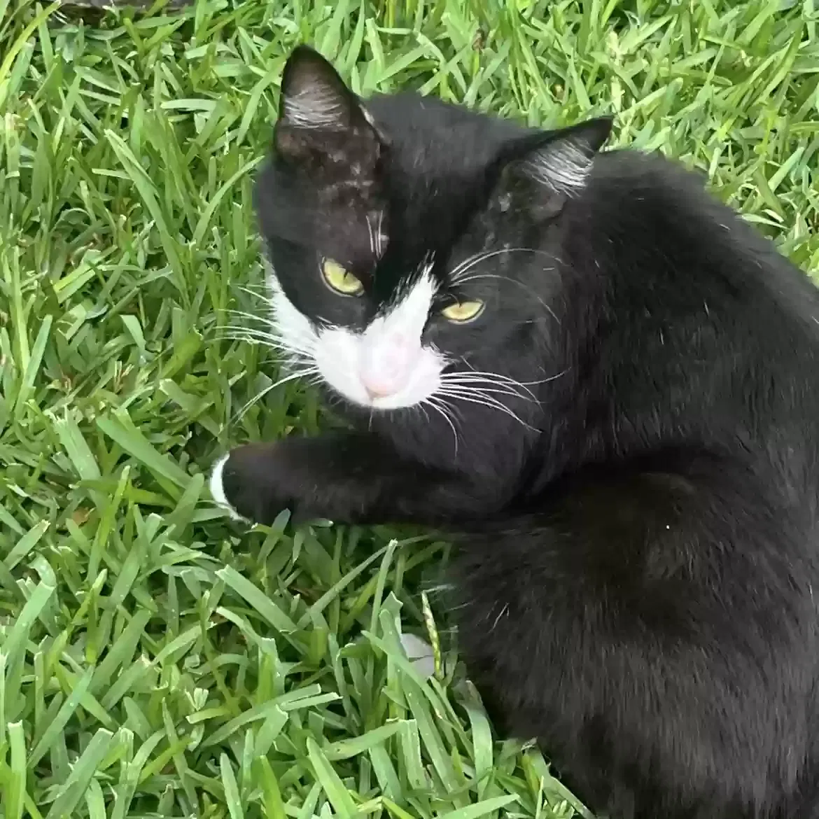 Lost cat in Dallas, TX, 75223