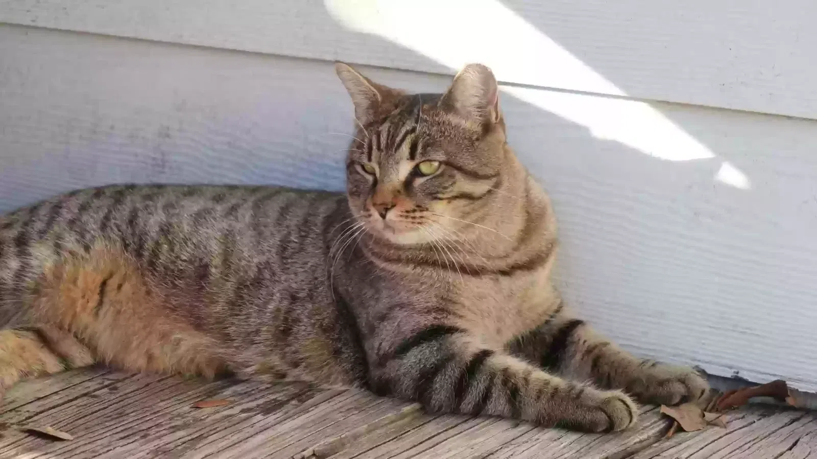 Lost cat in Winter Garden, FL, 34787