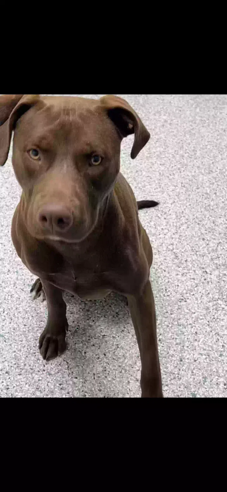 Lost dog in Reno, NV, 89509