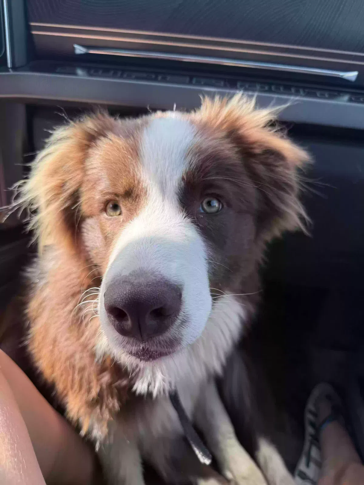 Lost dog in Sanger, TX, 76266