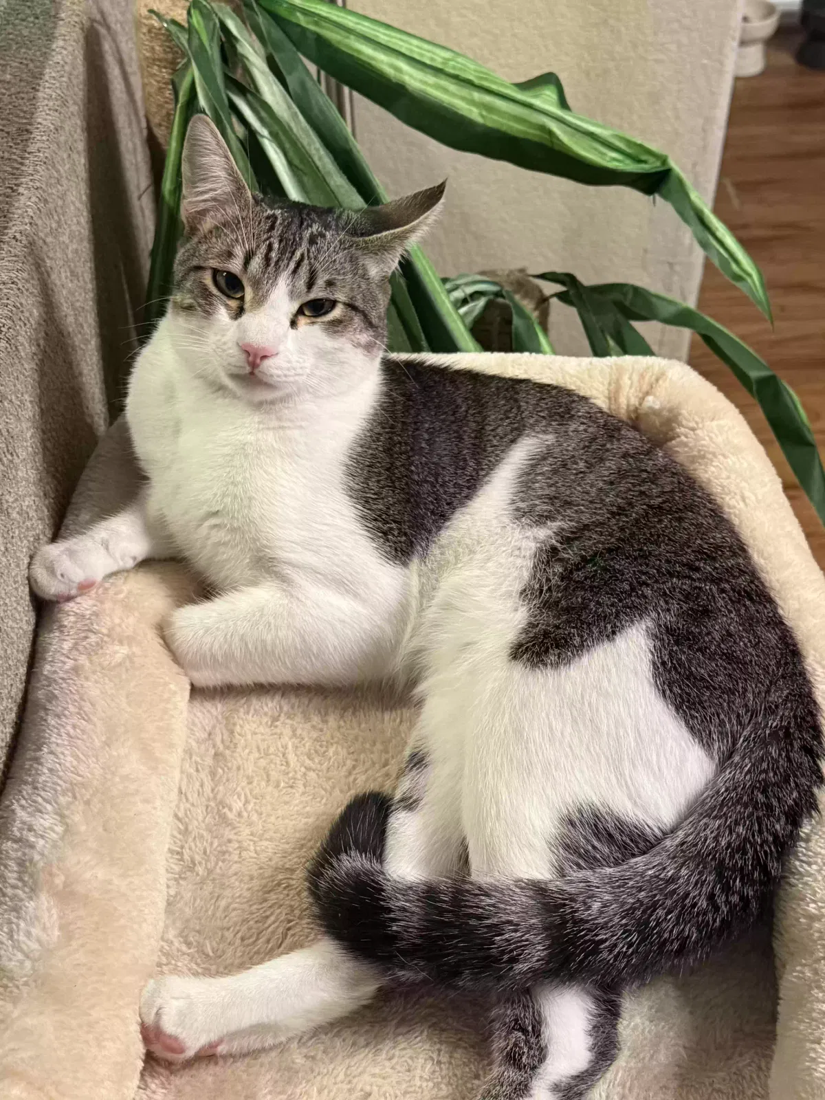 Lost cat in San Diego, CA, 92154