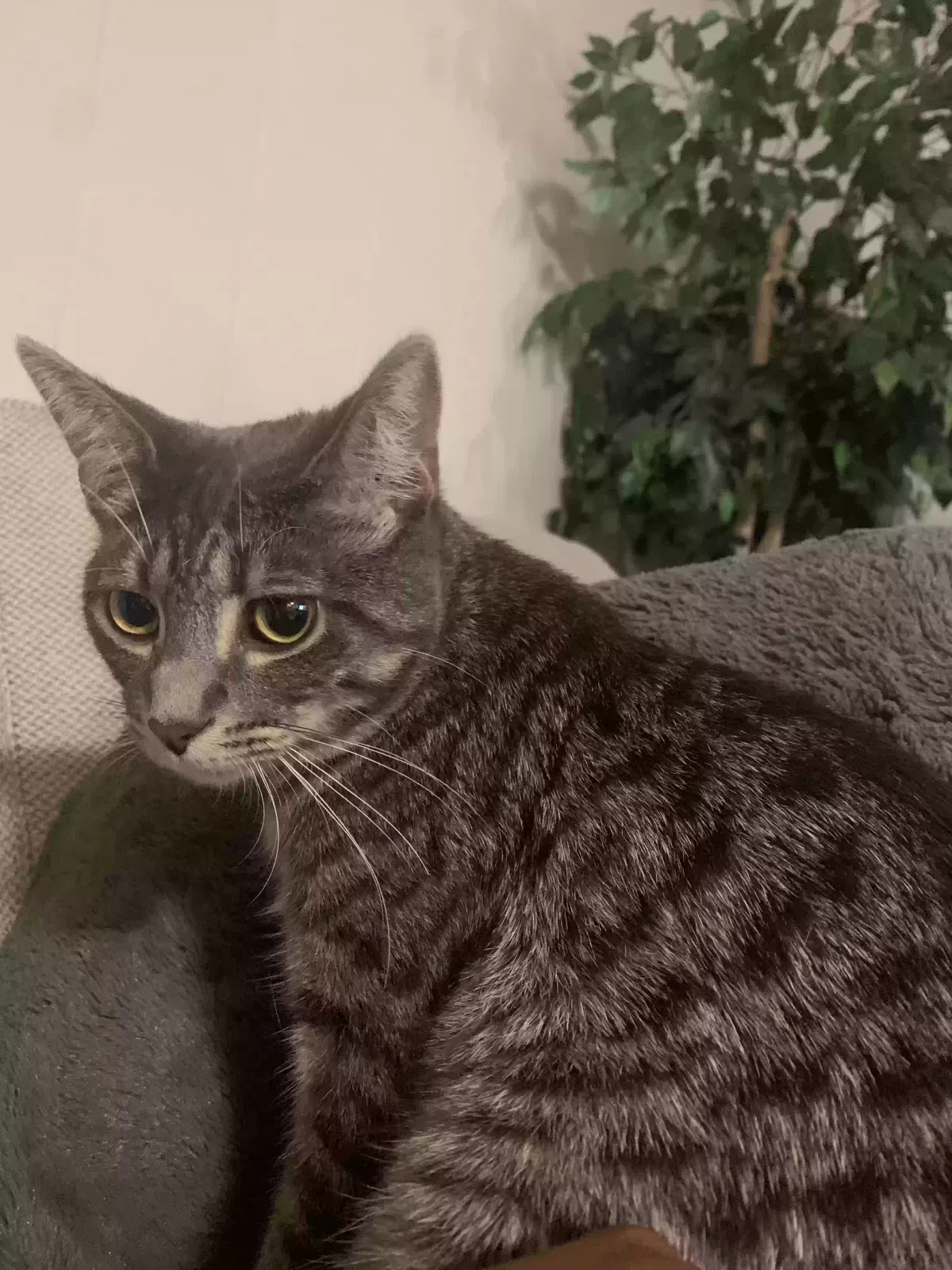 Lost cat in Royal Oak, MI, 48067