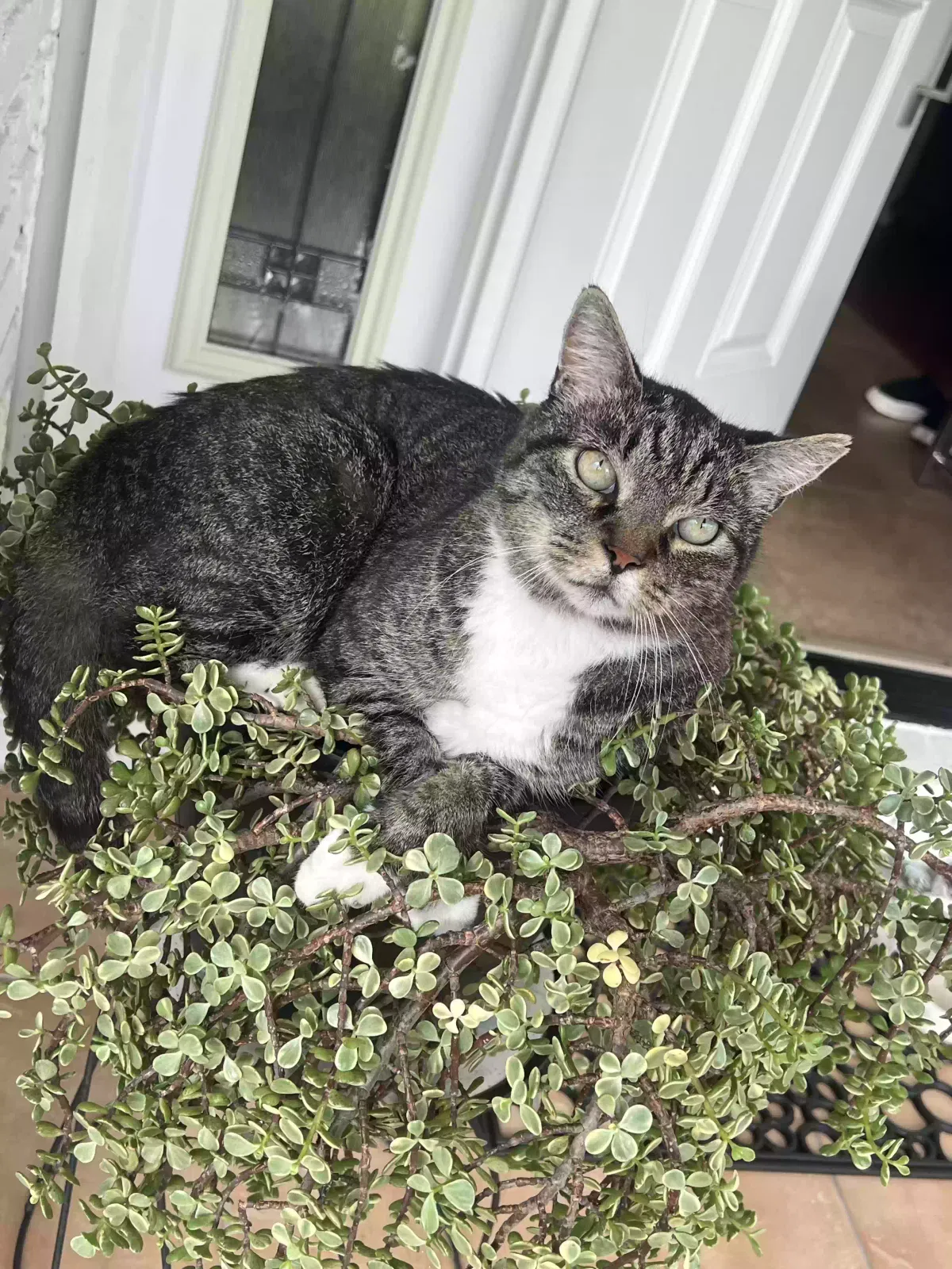 Lost cat in Jacksonville, FL, 32217