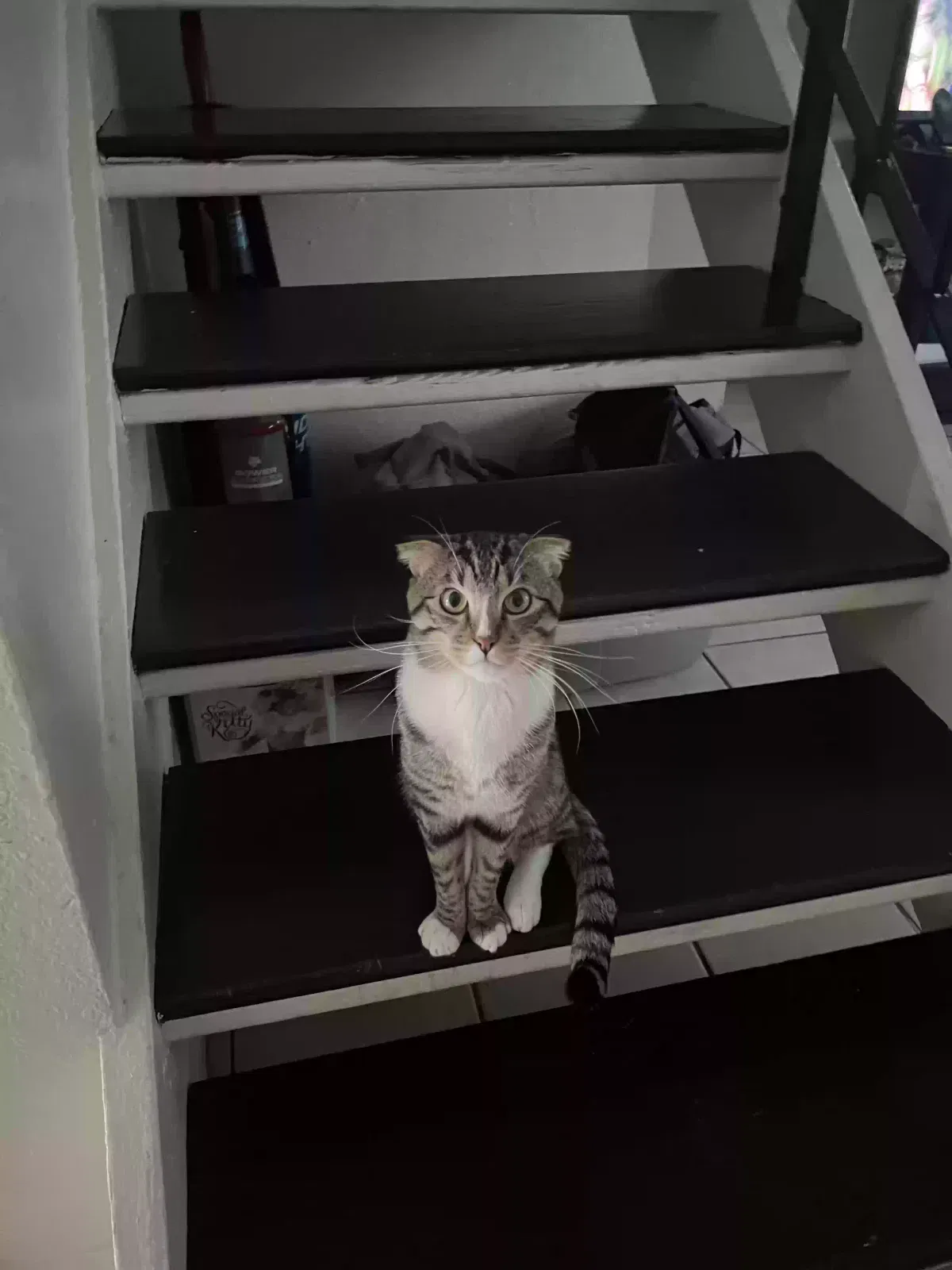 Lost cat in Stockton, CA, 95207