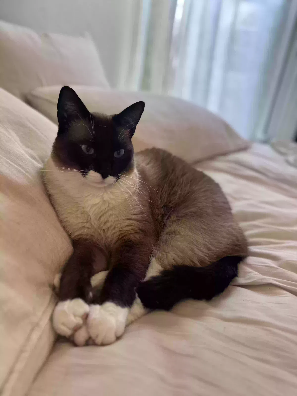 Lost cat in San Francisco, CA, 94109