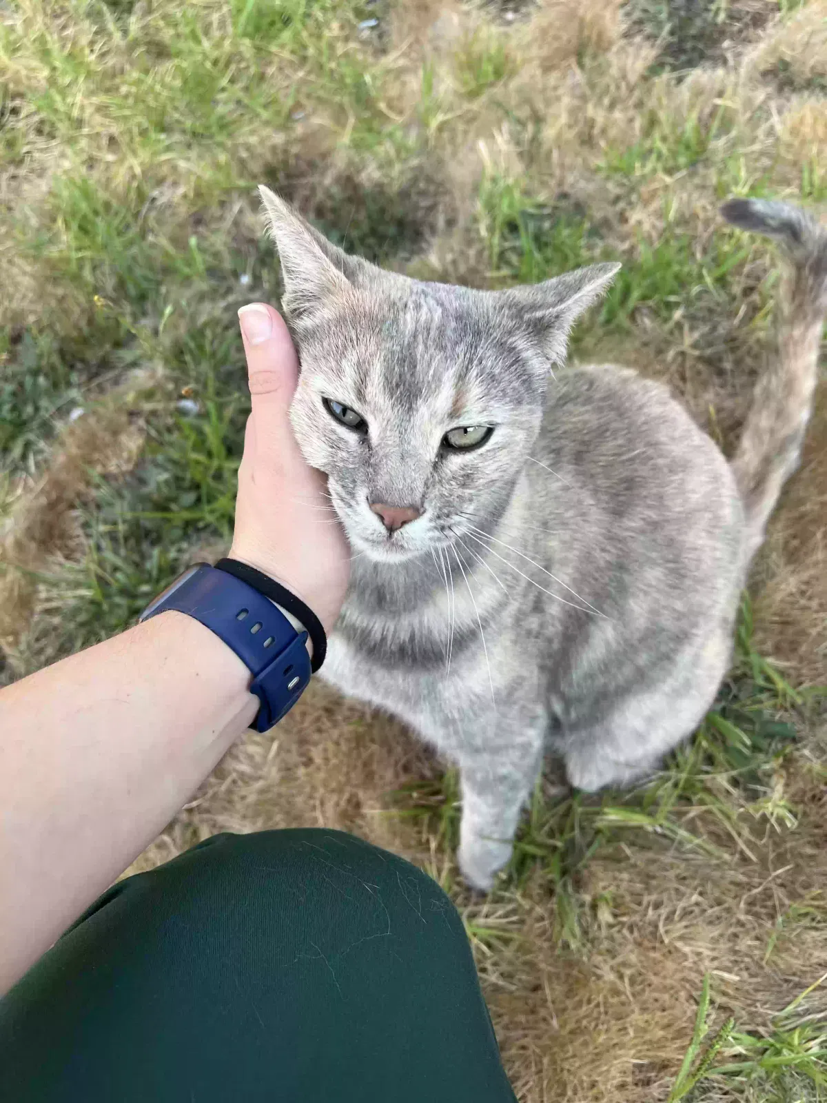 Lost cat in Alameda, CA, 94501