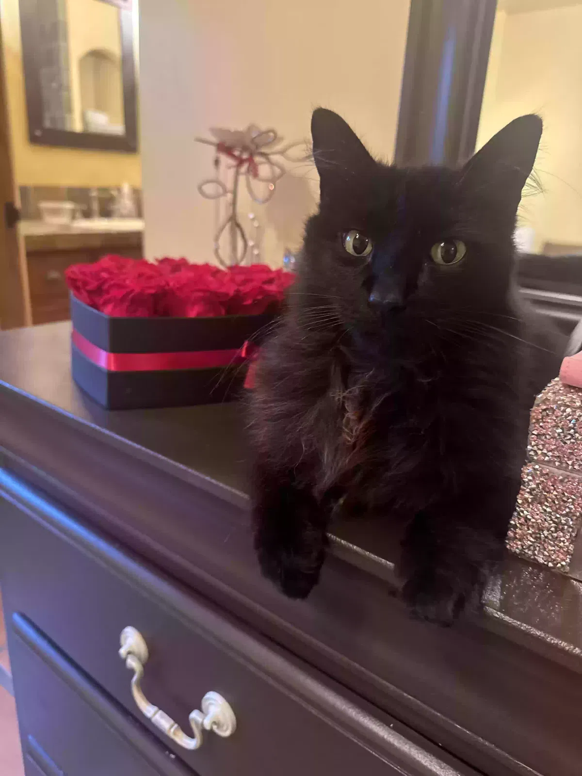 Lost cat in Granite Bay, CA, 95746