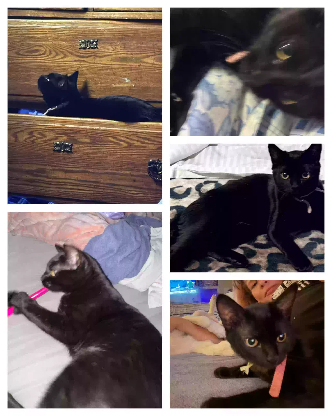 Lost cat in Spring, TX, 77373