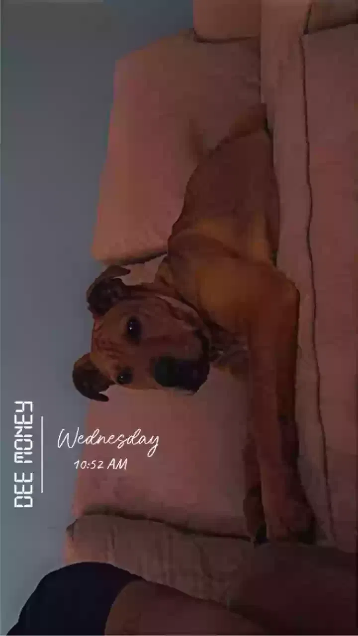 Lost dog in Crowley, TX, 76036