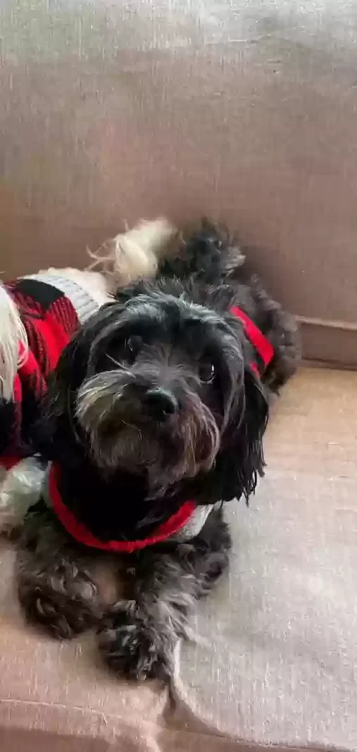 Lost dog in Murrieta, CA, 92563