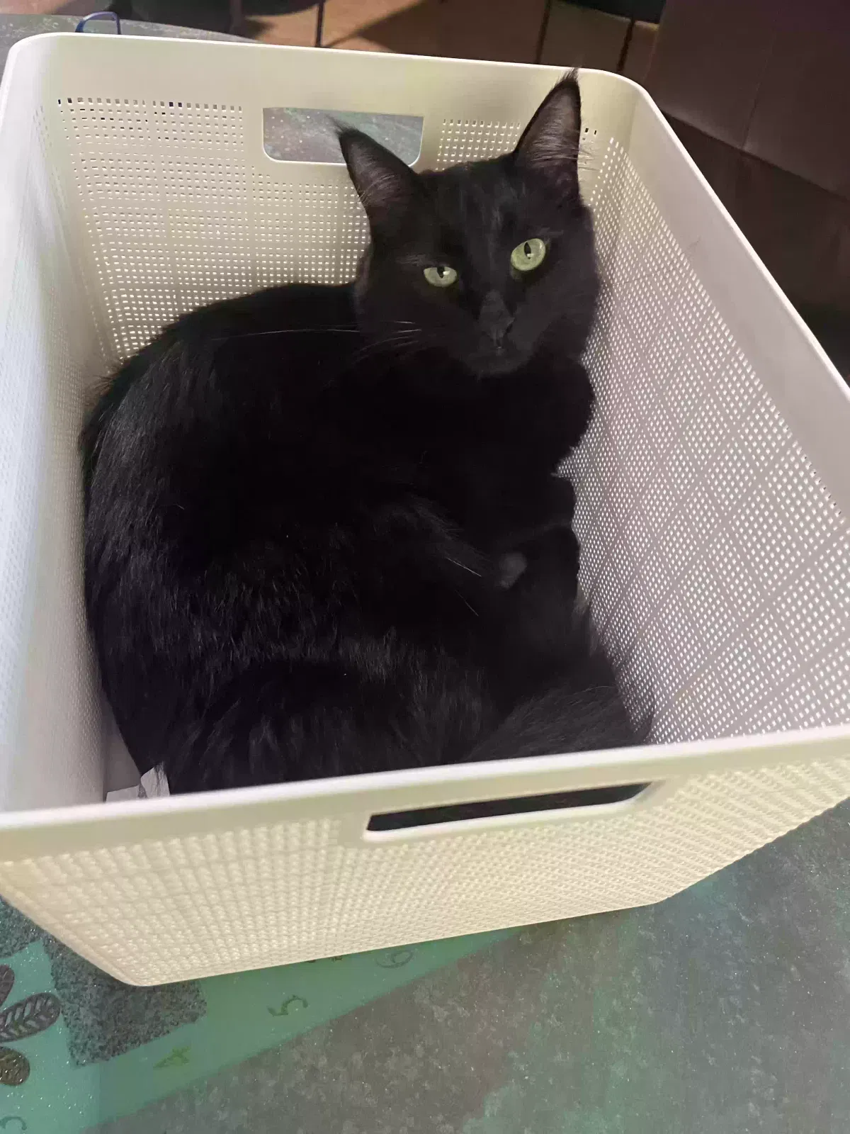 Lost cat in Chandler, AZ, 85249
