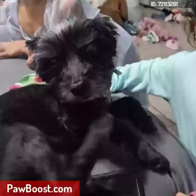 Lost dog in Fontana, CA, 92335