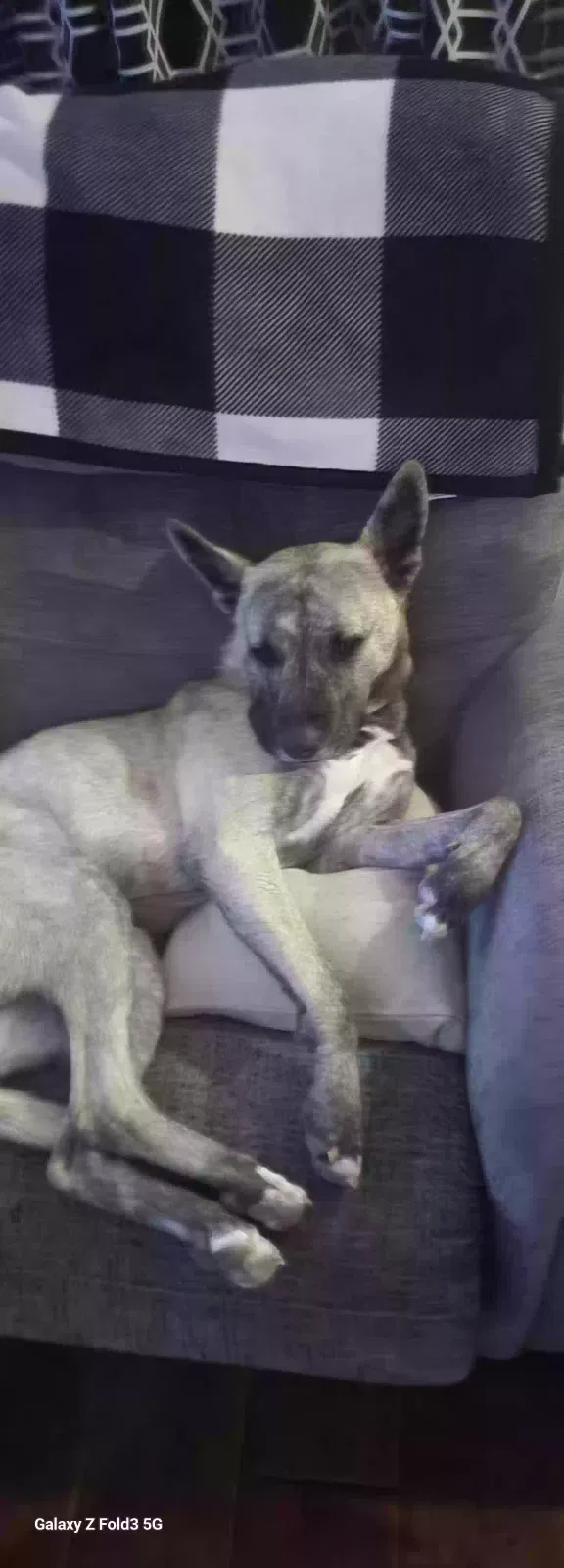Lost dog in Apple Valley, CA, 92307
