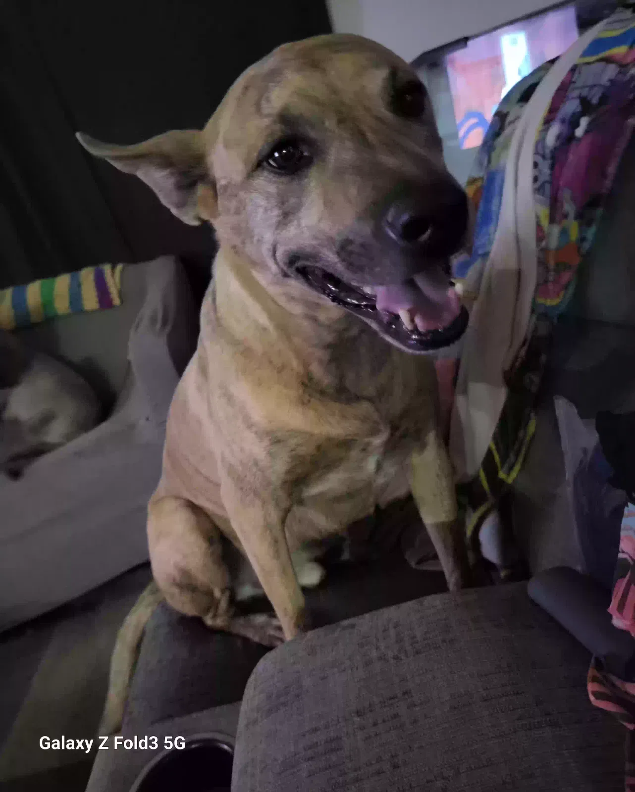 Lost dog in Apple Valley, CA, 92307