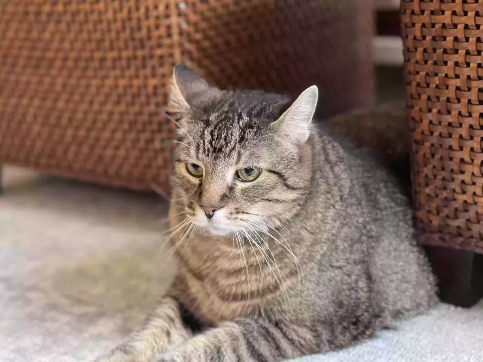 Lost cat in Houston, TX, 77008