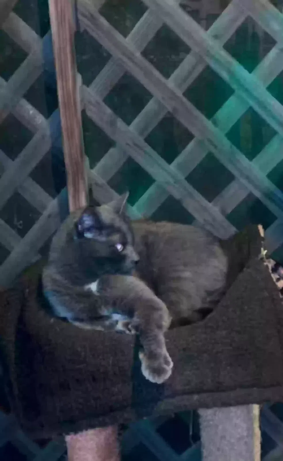 Lost cat in Virginia Beach, VA, 23462