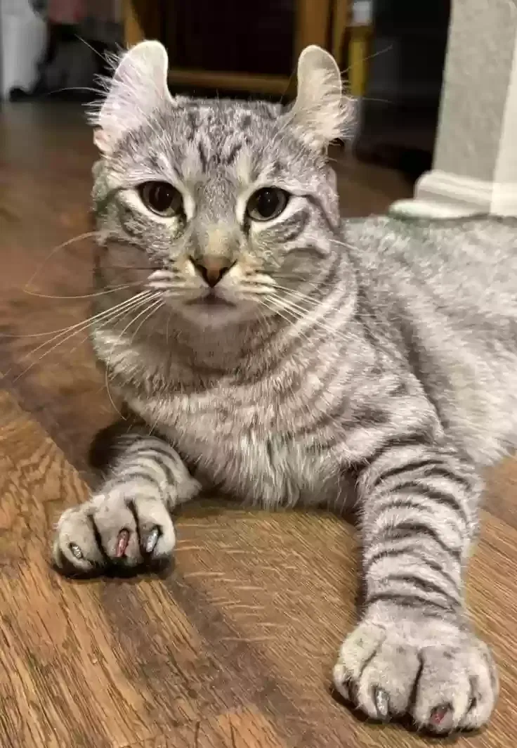 Lost cat in San Antonio, TX, 78259