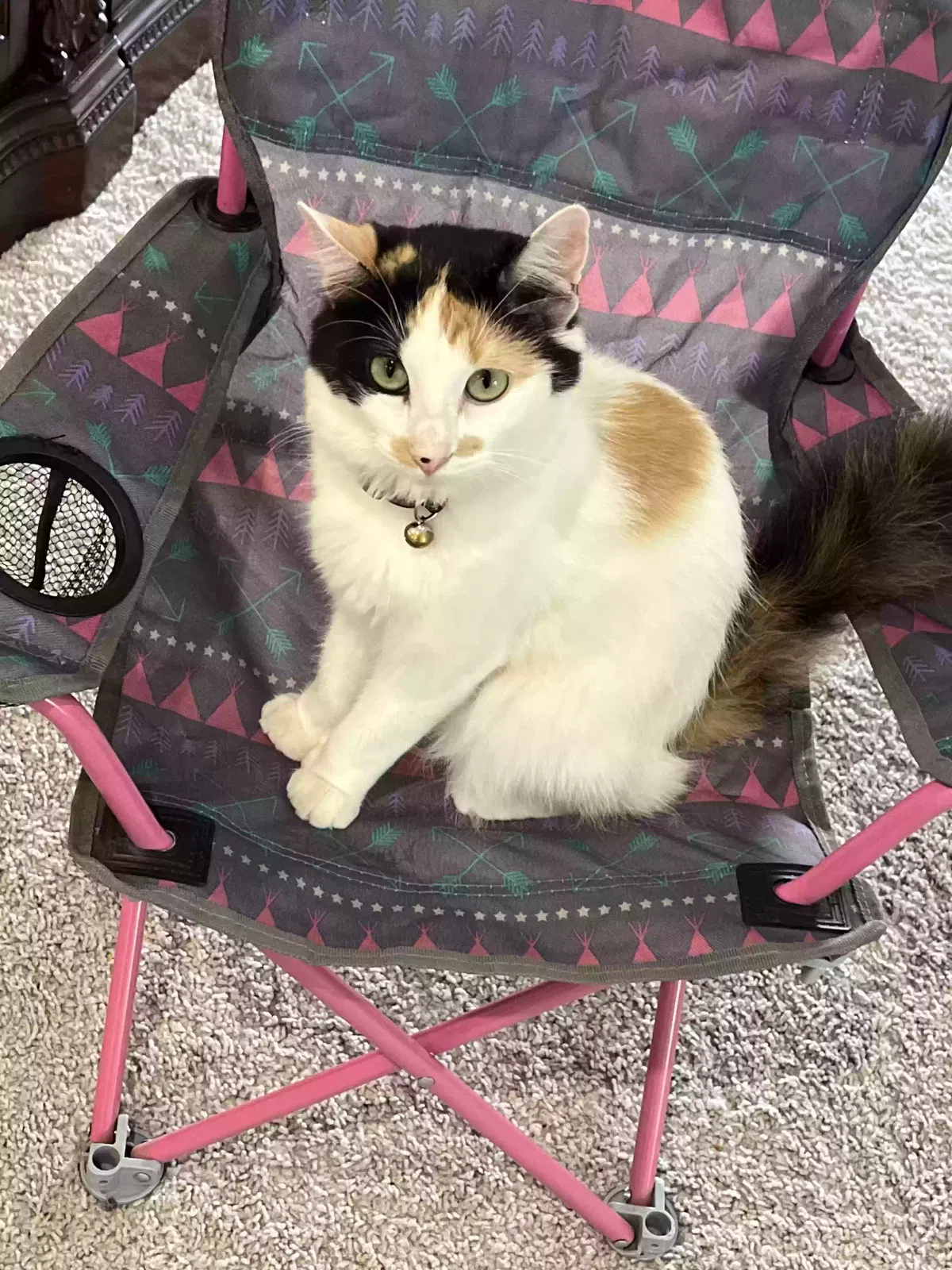Lost cat in Tolleson, AZ, 85353