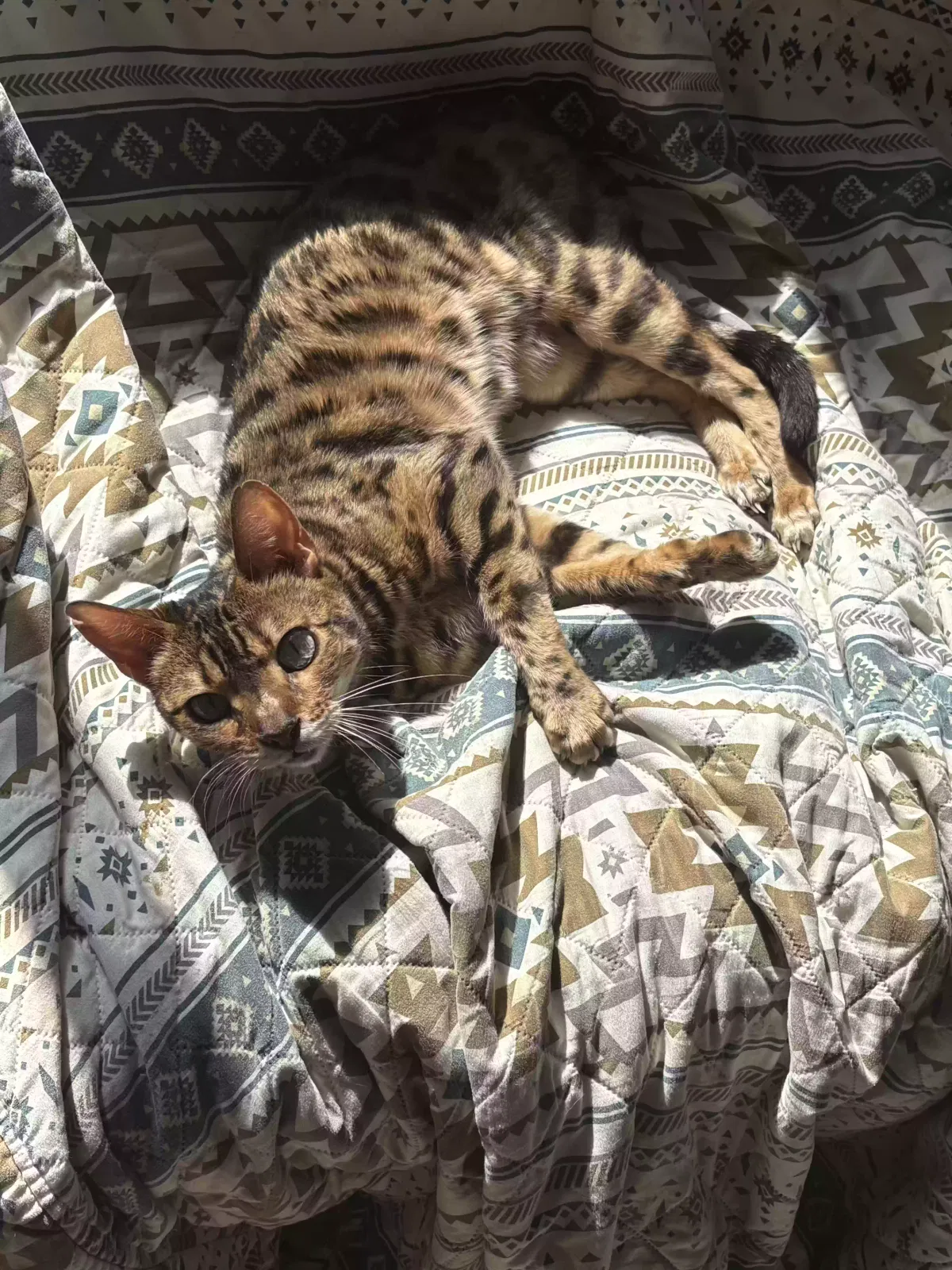 Lost cat in Columbus, OH, 43228