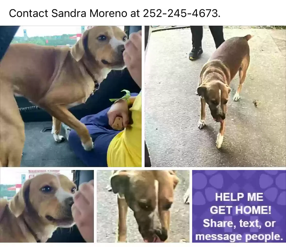 Lost dog in Wilson, NC, 27893