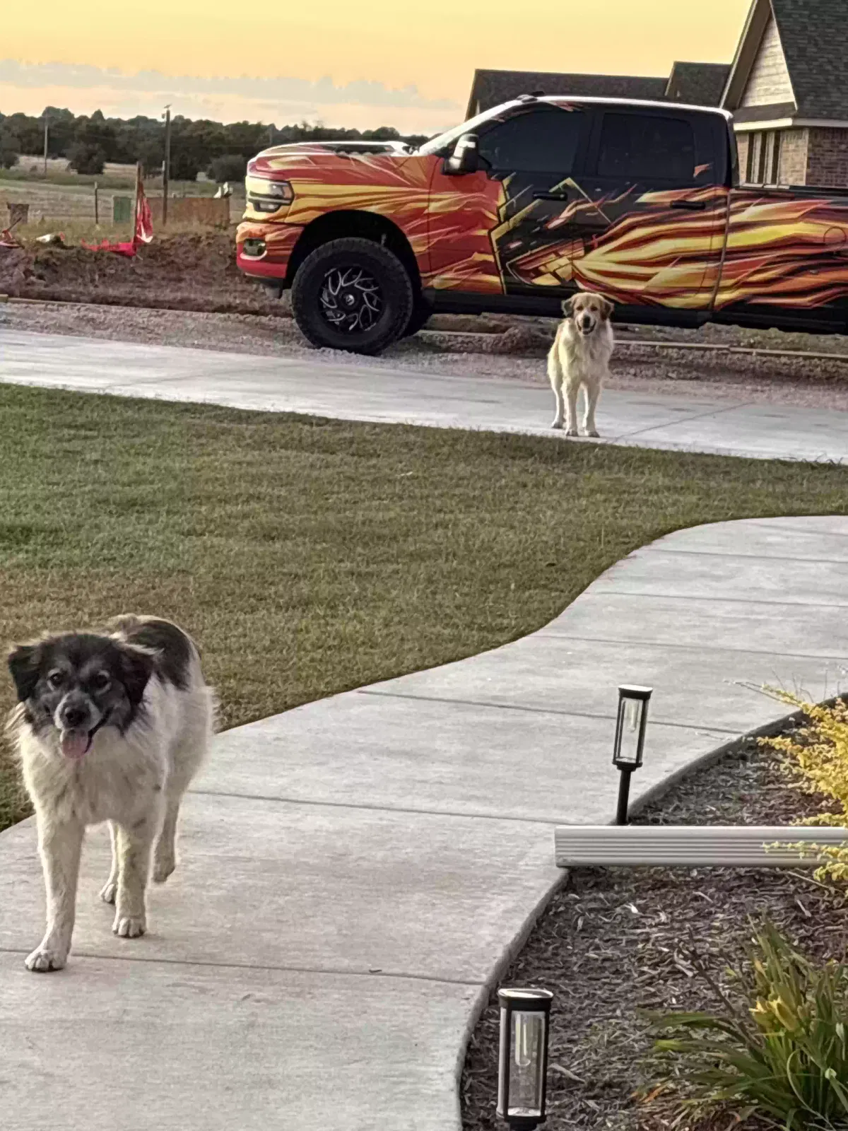 Found dog in Oklahoma City, OK, 73169