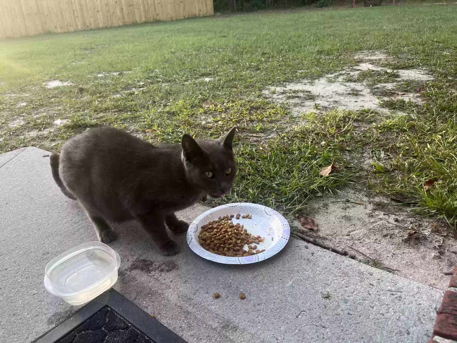 Found cat in White Sulphur Springs, WV, 24961