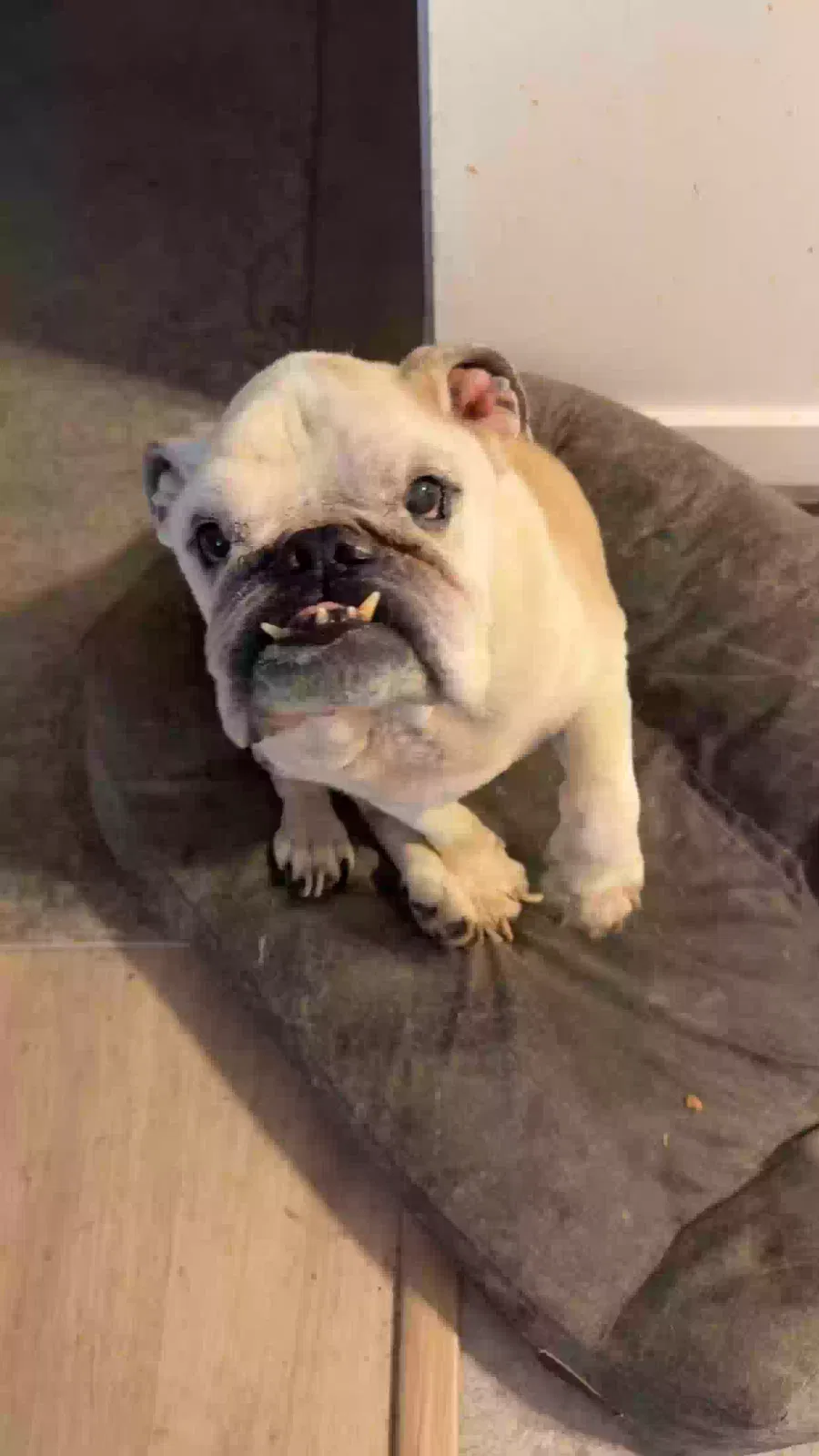 Lost dog in Dayton, OH, 45415