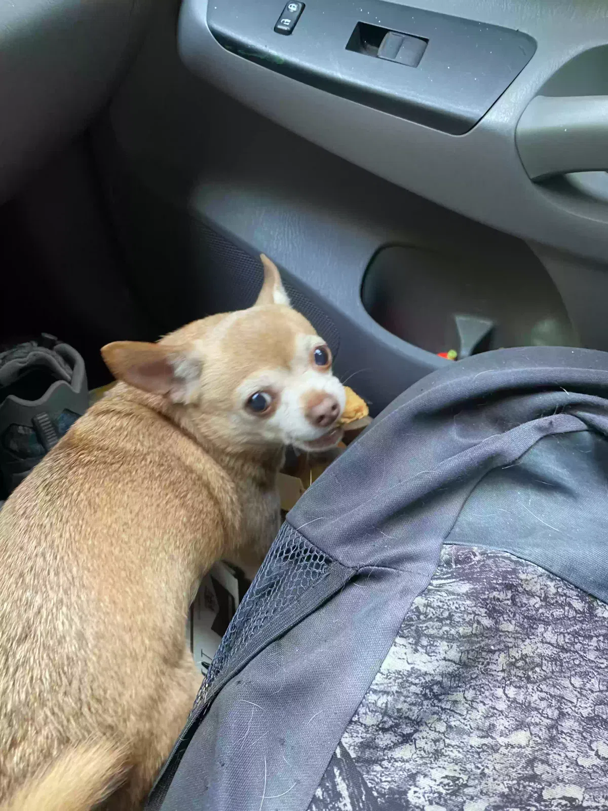 Lost dog in Lillington, NC, 27546