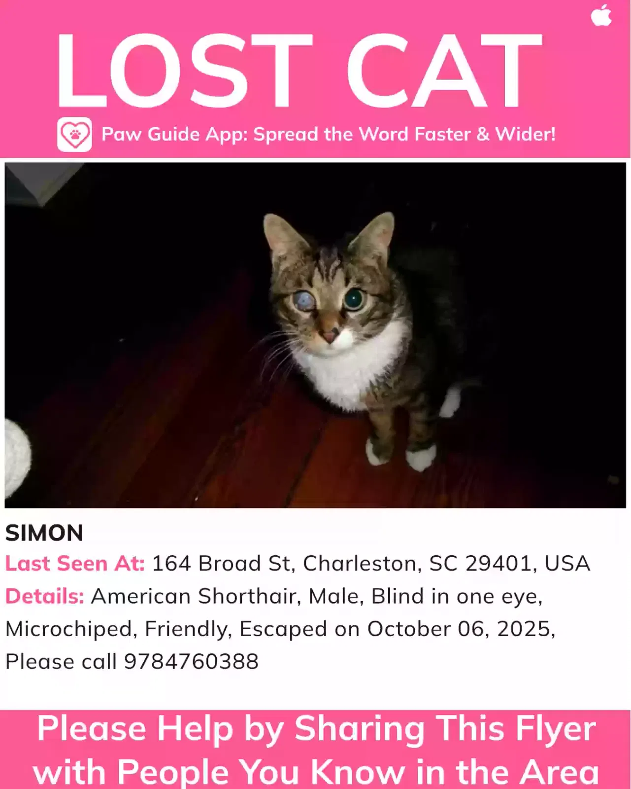 Lost cat in Charleston, SC, 29401
