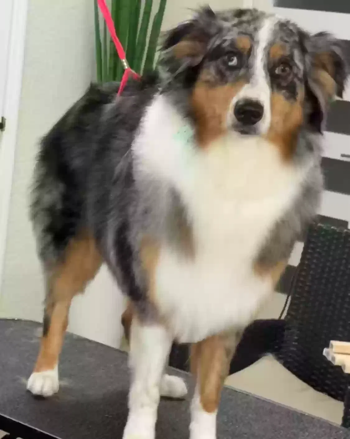Lost dog in Tampa, FL, 33634