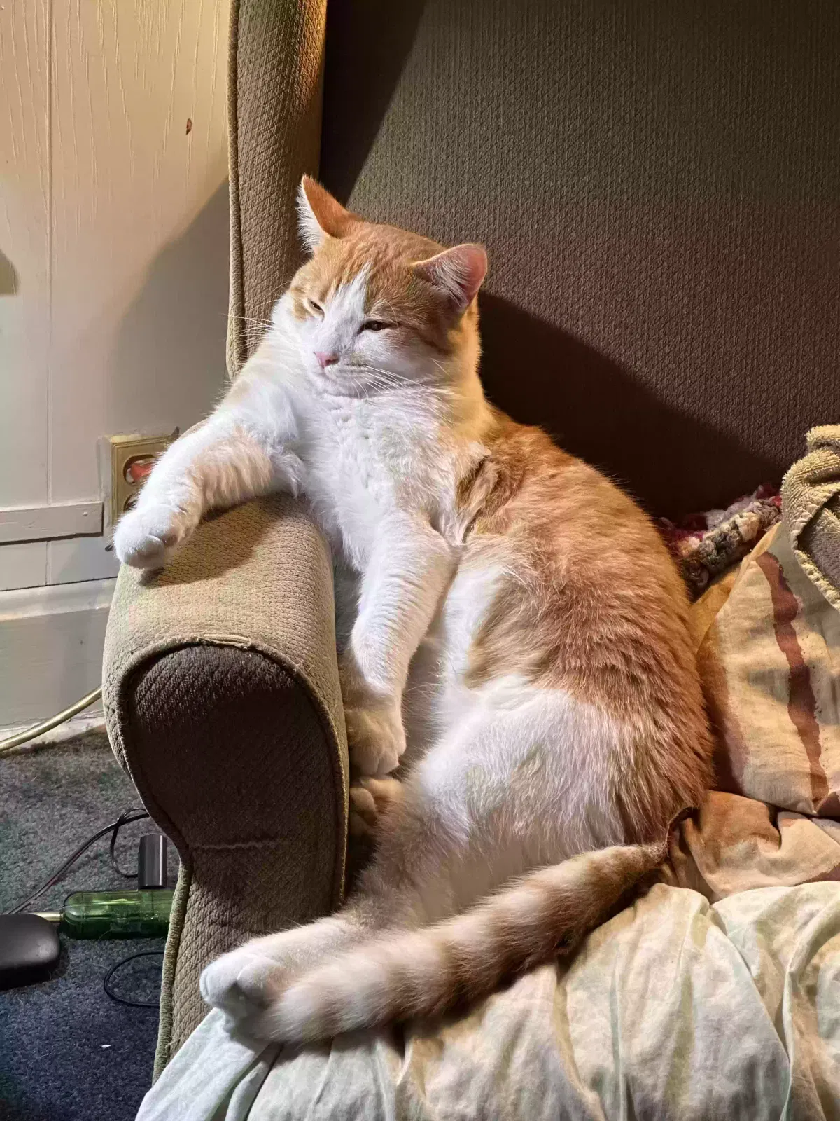 Lost cat in Albion, IN, 46701