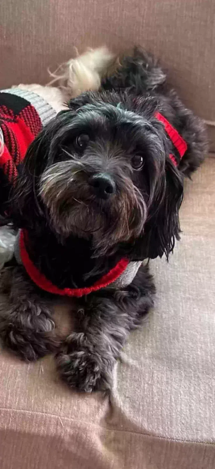 Lost dog in Murrieta, CA, 92563