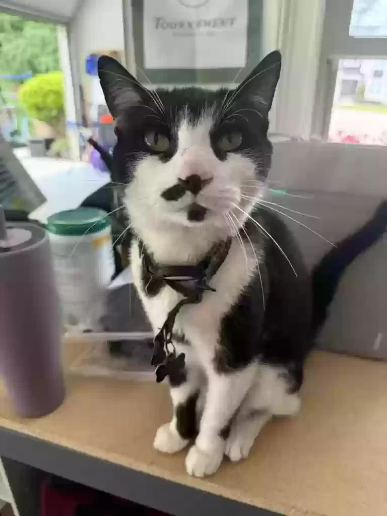 Lost cat in Wake Forest, NC, 27587