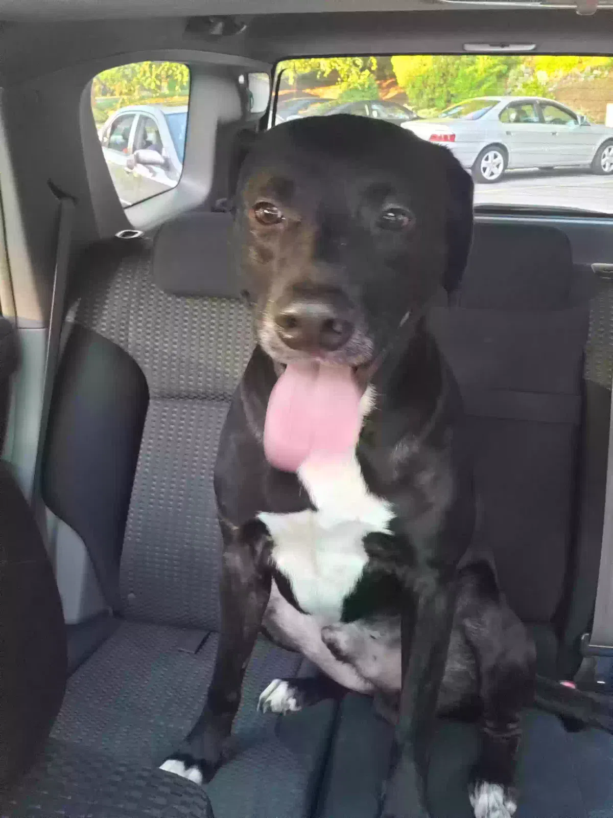 Lost dog in Winston Salem, NC, 27103