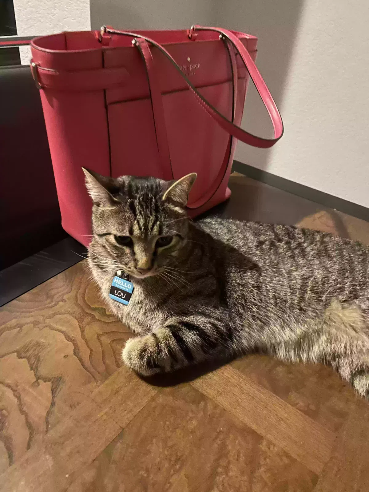Lost cat in Denver, CO, 80238