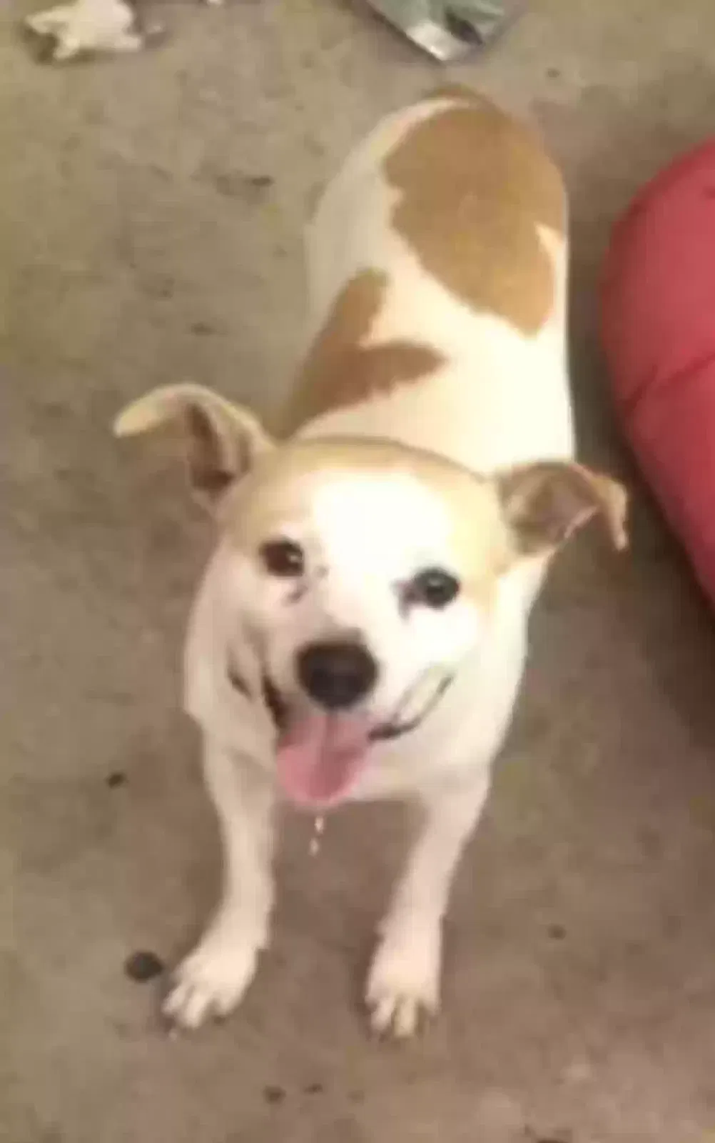 Lost dog in Hutto, TX, 78634