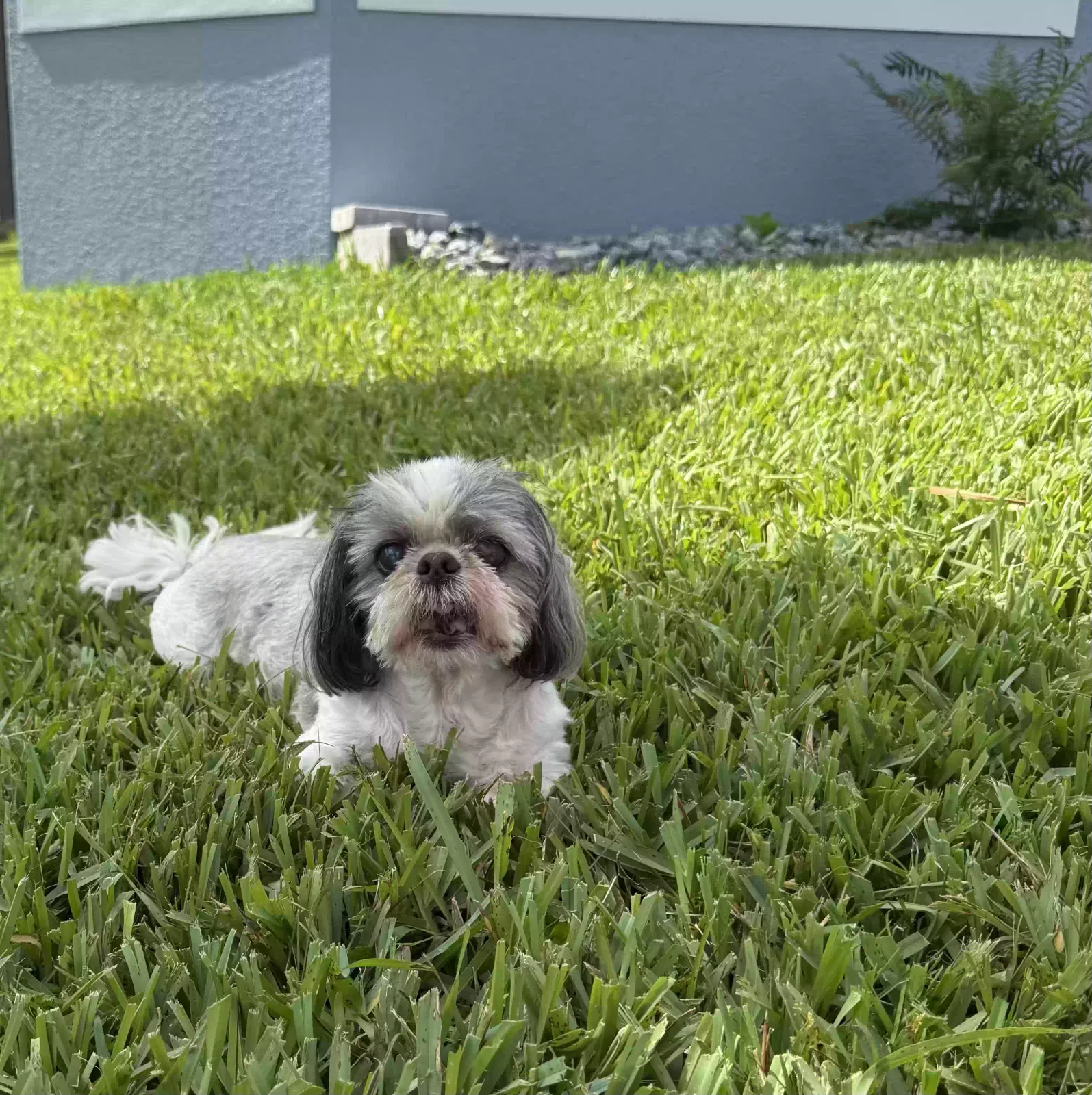 Lost dog in Cape Coral, FL, 33914