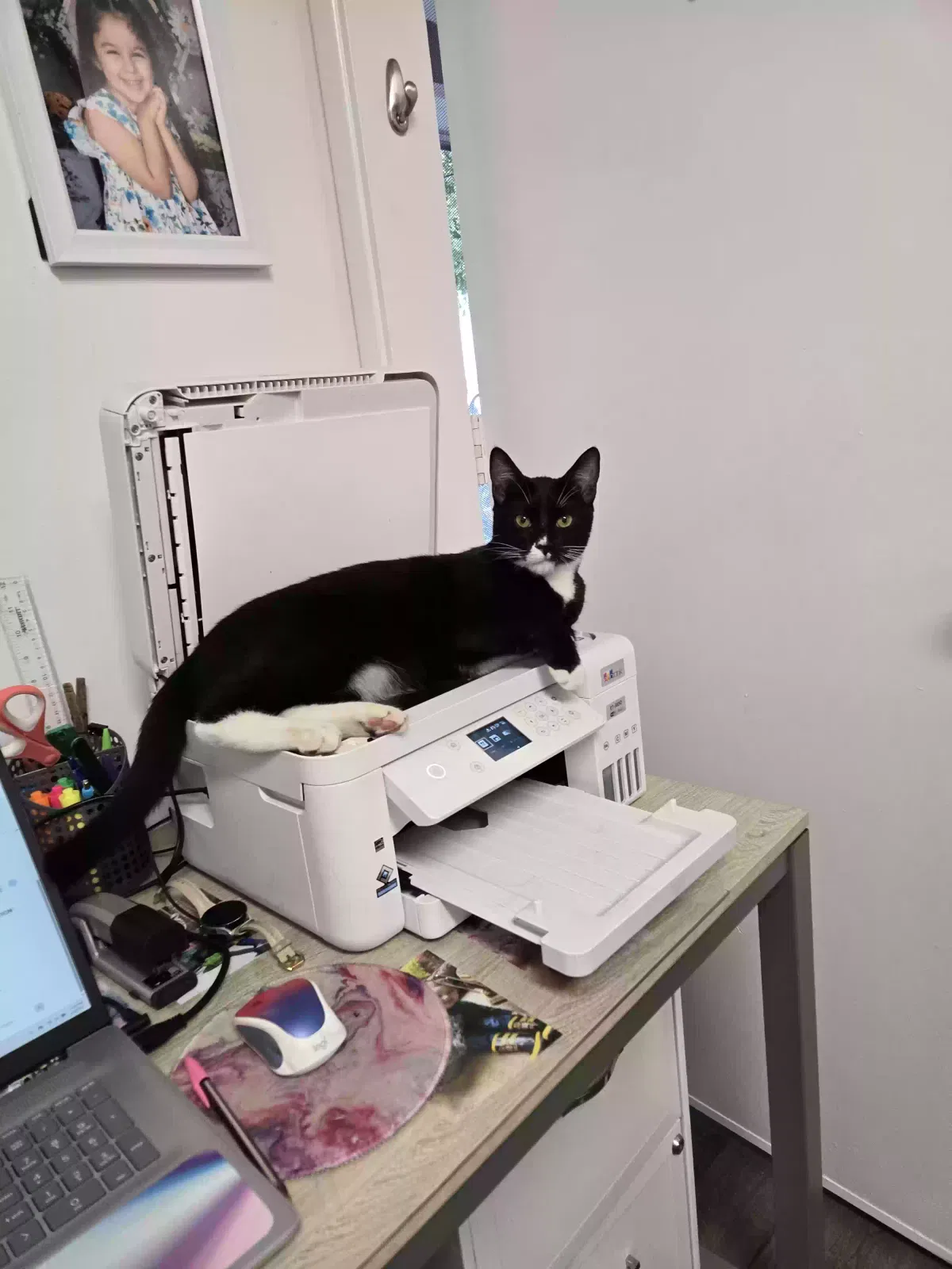 Lost cat in El Cajon, CA, 92019