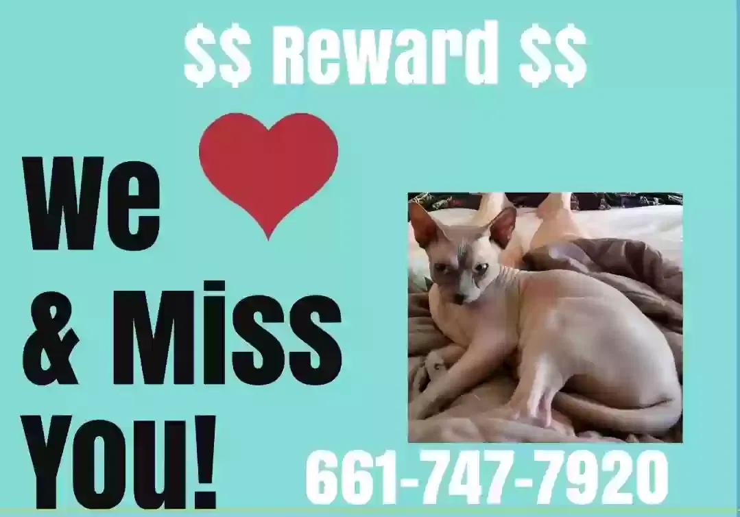 Lost cat in Bakersfield, CA, 93308