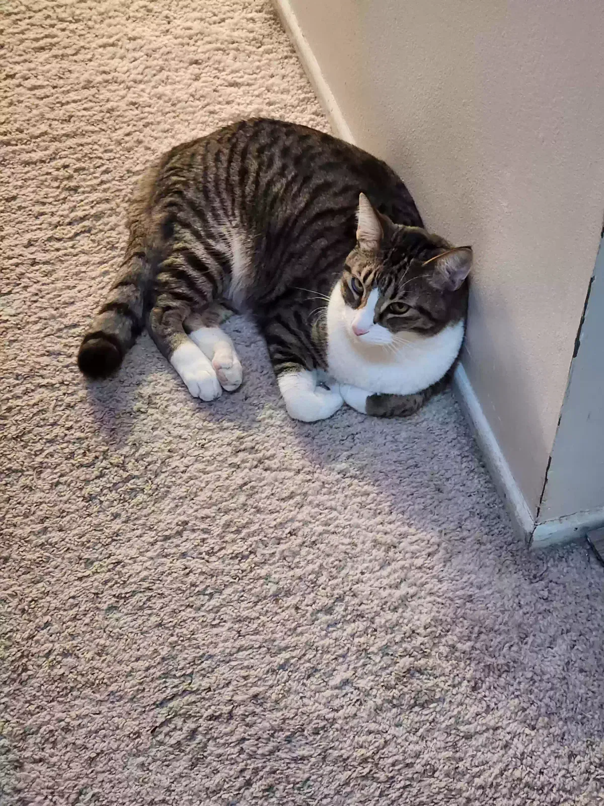 Lost cat in Scottsdale, AZ, 85258