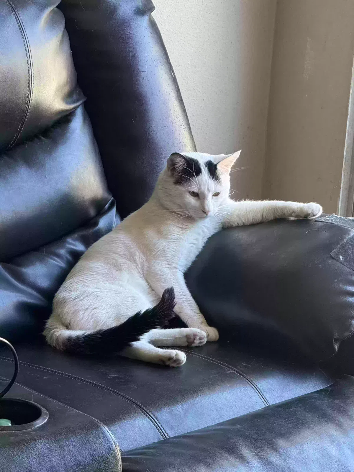 Lost cat in La Puente, CA, 91744