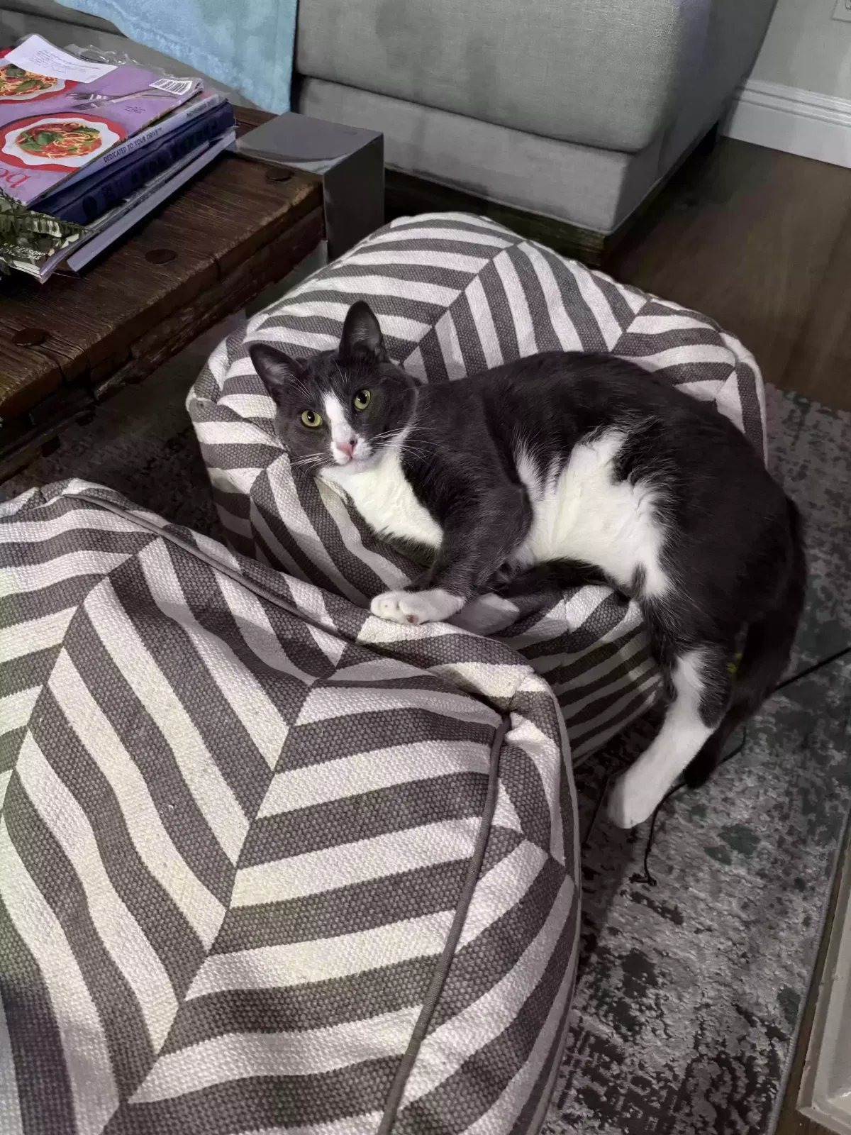 Lost cat in Trabuco Canyon, CA, 92679