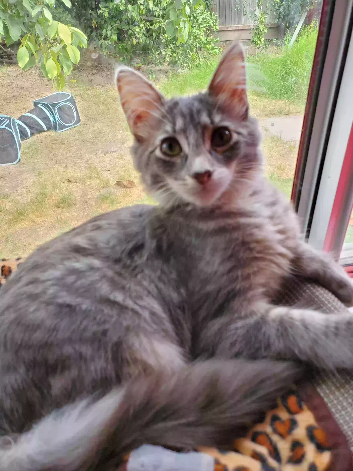 Lost cat in Modesto, CA, 95380