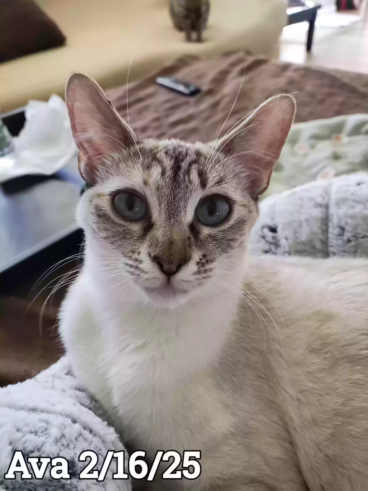 Lost cat in West, TX, 76691