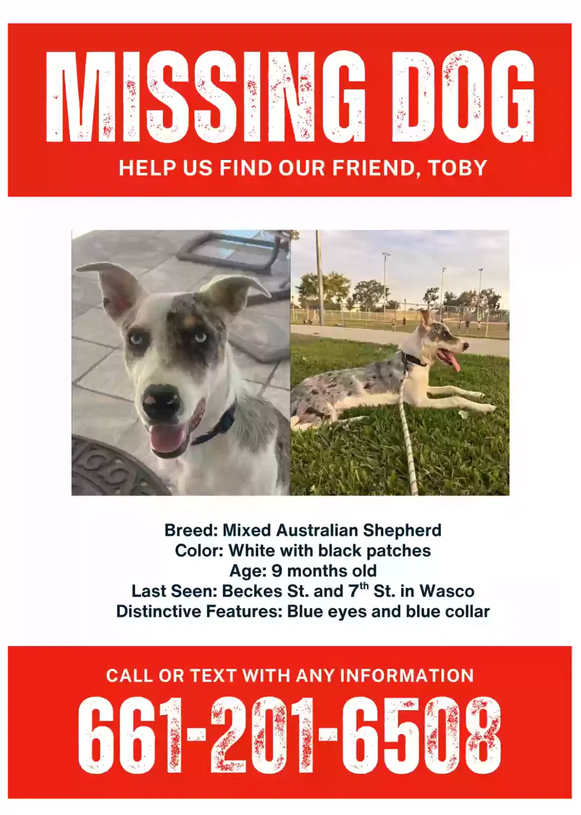 Lost dog in Wasco, CA, 93280