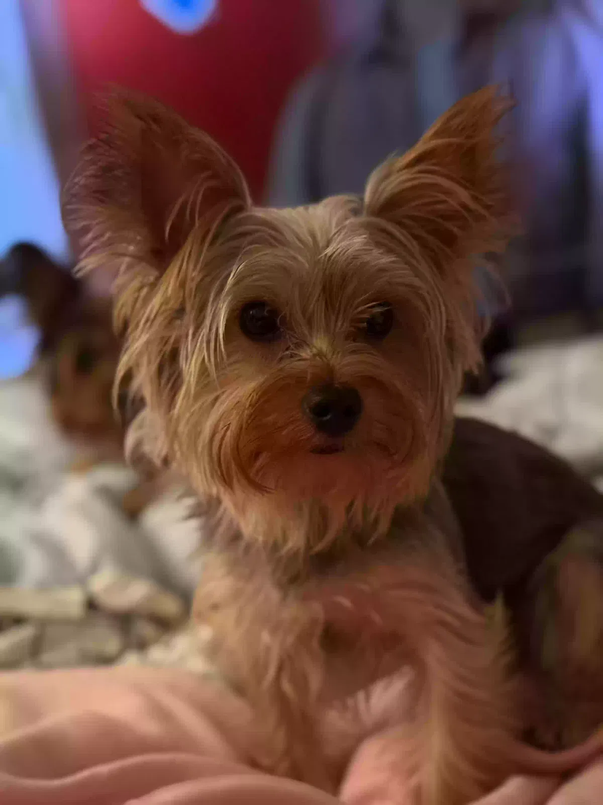 Lost dog in Kings Mountain, NC, 28086