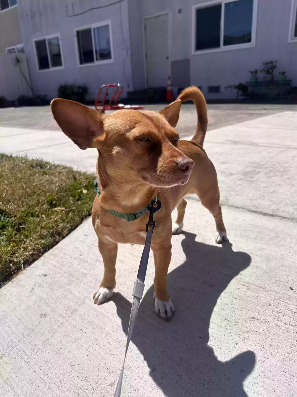 Lost dog in Fremont, CA, 94536