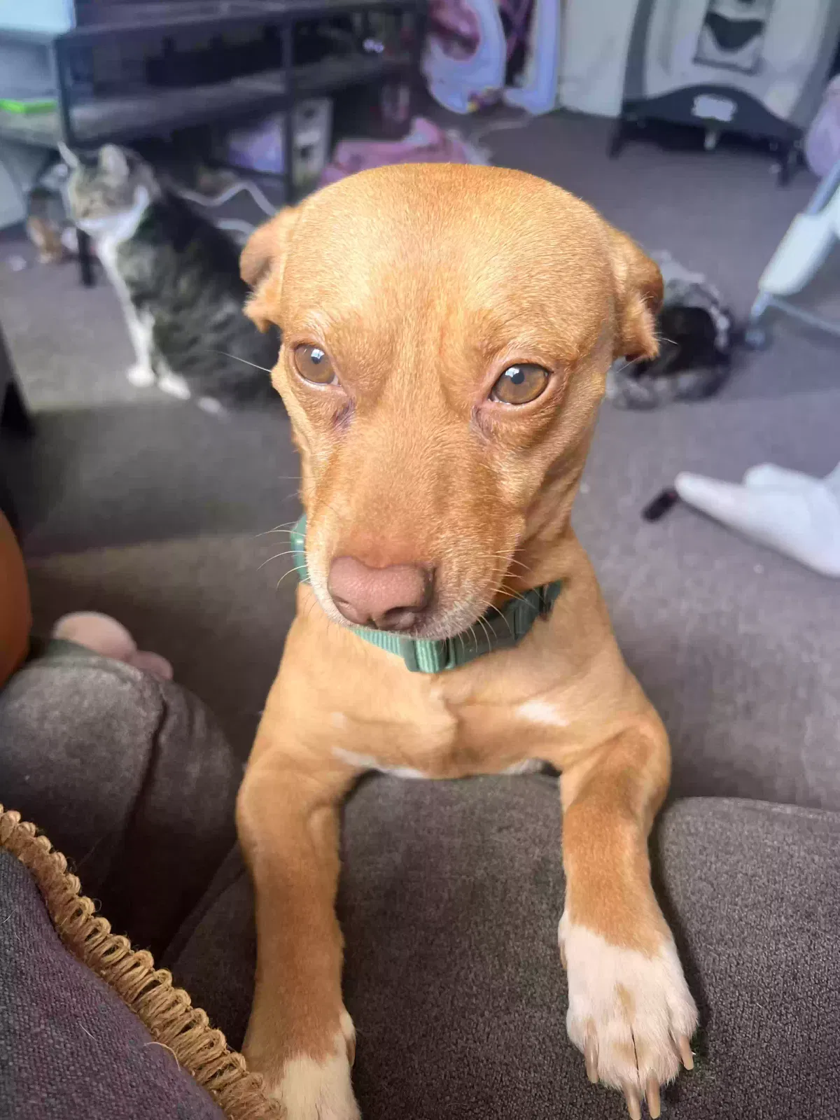 Lost dog in Fremont, CA, 94536