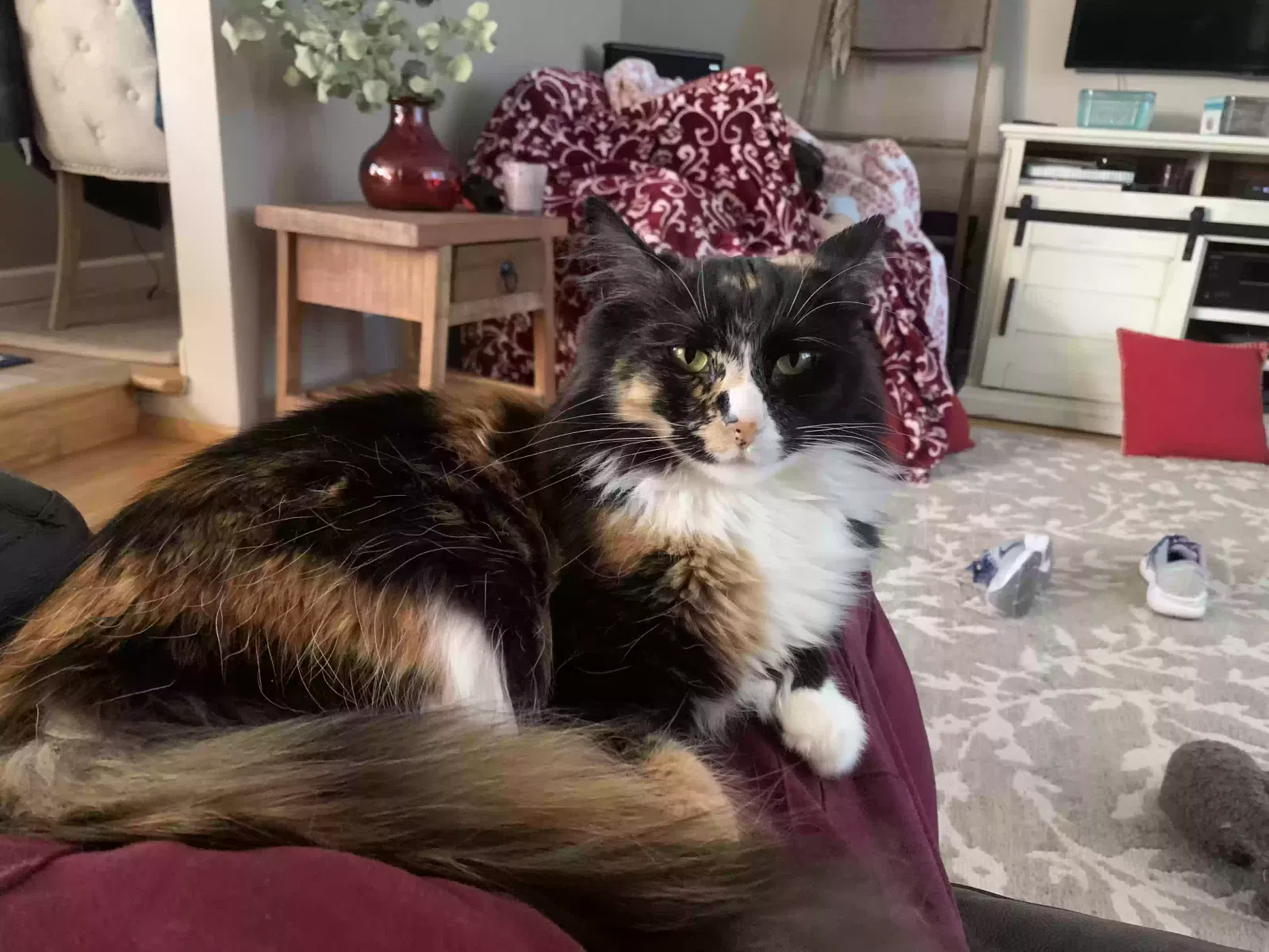 Lost cat in Kent, WA, 98031